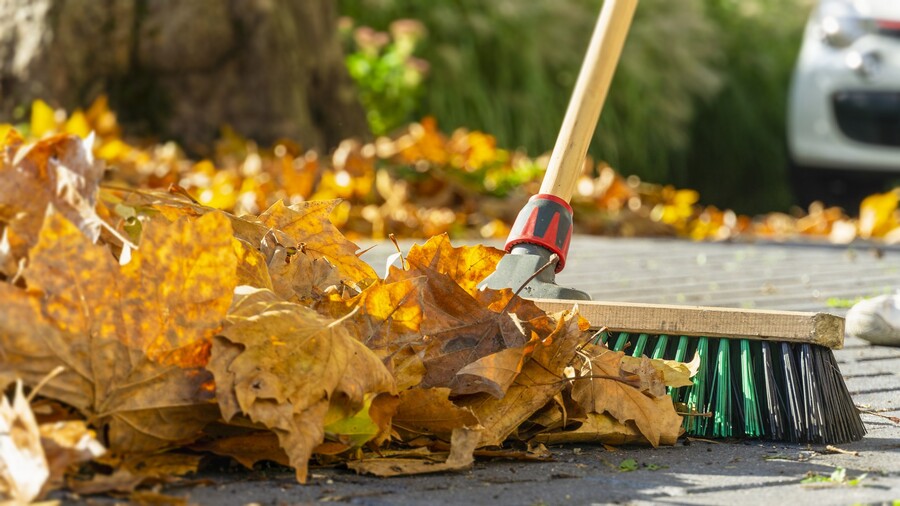 Leaf removal by Shepherd Lawn Maintenance LLC.
